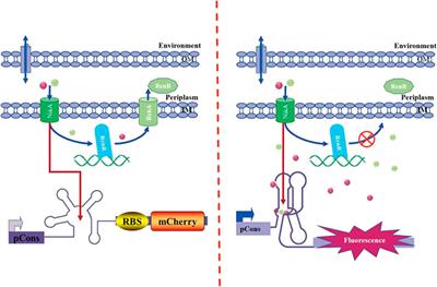 Using a Riboswitch Sensor to Detect Co2+/Ni2+ Transport in E. coli